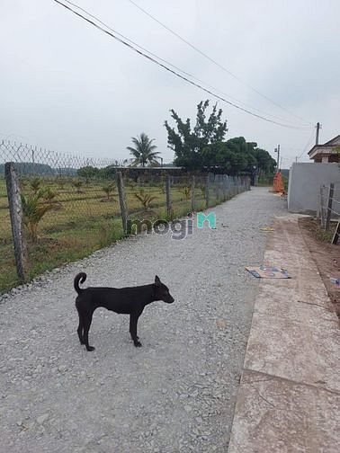 Hình ảnh Đãt đẹp BÀU ĐỒN sát KCN PHƯỚC ĐÔNG, GÒ DẦU. - Diện tích : 10x35 có 336