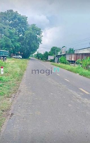 Hình ảnh Chủ cần bán hơn 1 công đất có 100m2 thổ cư, Đất phủ hồng , cách nhựa l
