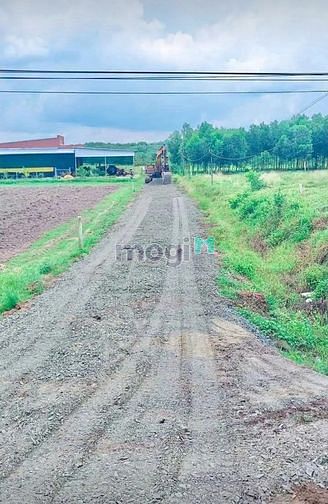 Hình ảnh Chủ cần bán hơn 1 công đất có 100m2 thổ cư, Đất phủ hồng , cách nhựa l