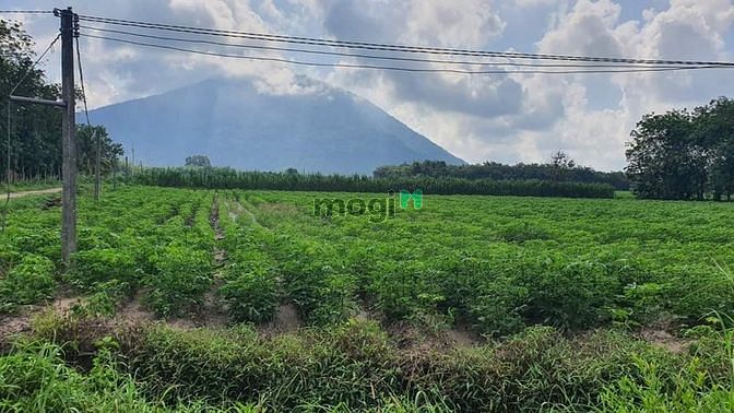 Hình ảnh Bán đất Full Thổ Cư, View Núi Bà Đen,Tp Tây ninh + có sổ công chưng và