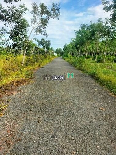Hình ảnh BÁN ĐẤT COMBO 3 LÔ FULL THỔ đường HL23 Hòa Hội Châu Thành 150m²