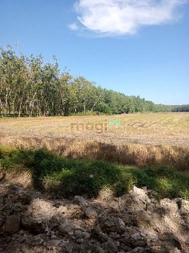 Hình ảnh THANH LÝ ĐẤT Tân Hà, Tân Châu ,H Tân Châu Tây Ninh 160m² giá 570tr SHR
