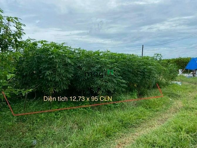 Hình ảnh CẦN BÁN ĐẤT ĐẸP THẠNH TÂN  - Ấp Thạnh Lợi , Xã Thạnh Tân , Tp Tây Ninh