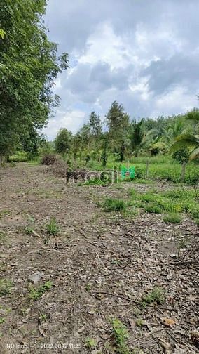 Hình ảnh *CẦN BÁN GẤP LÔ ĐẤT ĐẸP TÂN CHÂU! -Đất hiện đang có vườn chanh chuẩn