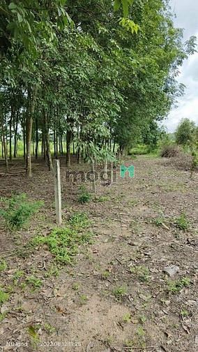 Hình ảnh *CẦN BÁN GẤP LÔ ĐẤT ĐẸP TÂN CHÂU! -Đất hiện đang có vườn chanh chuẩn