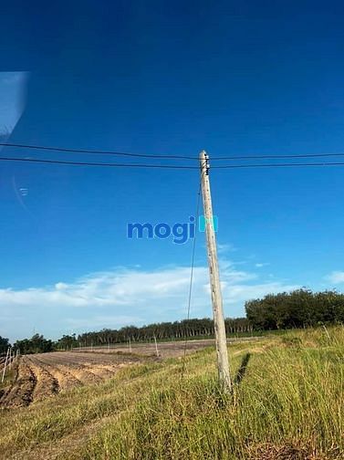 Hình ảnh Tân phú, tân Châu, Tây Ninh.  Chủ bao sổ cấp lần đầu.  5m x 70m đường