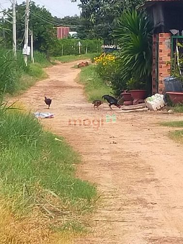 Hình ảnh Cần bán đất Tân thạnh xã Tân Hưng giáp ranh Thanh Tân TP Tây 5x27 m th