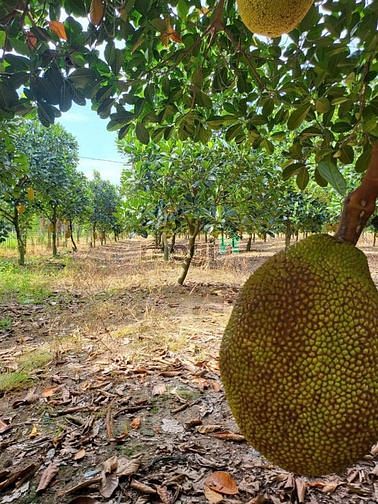 Hình ảnh ‼️Chị chủ đất xinh đẹp gửi cần bán miếng đất tại TP.Tây Ninh giá:825tr