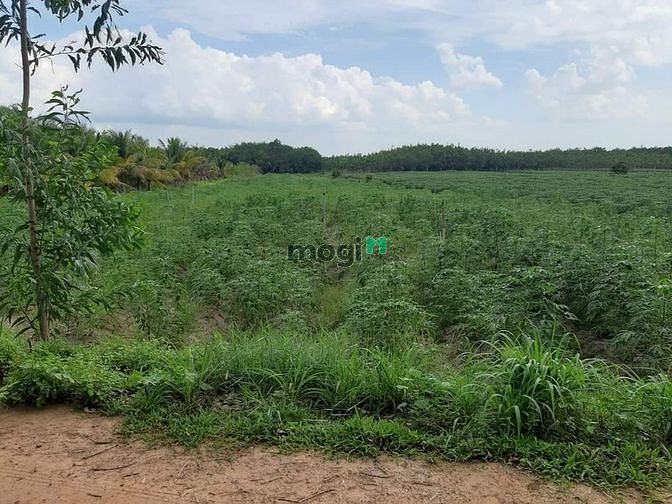 Hình ảnh Bán gấp miếng đất Trà Vong, Tân Biên, Tây Ninh chỉ 515tr sổ hồng riêng