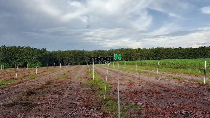 Hình ảnh ĐẤT VÀNG TRAO TAY Ngay thị trấn Tân Châu 150m2 full thổ cư SHR 366tr