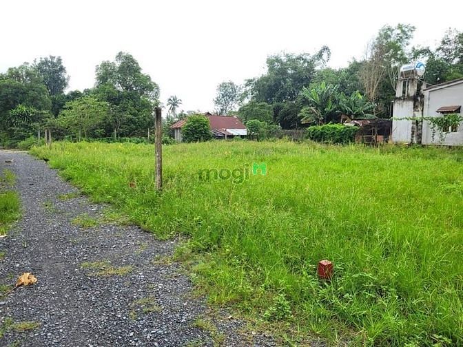 Hình ảnh ĐẤT SẠCH ĐÔNG DÂN CƯ Phước Hòa Phước Thạnh Gò Dầu 195m²