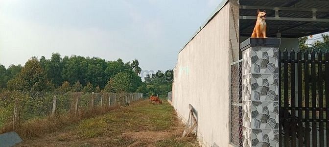 Hình ảnh Bán Gấp lô 150m2 chỉ 350tr Ngay Ninh Thành TP. TN
