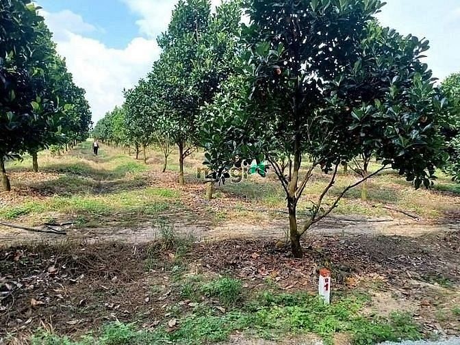 Hình ảnh Mua đất tặng vườn mít ao cá diện tích1020m2 chỉ 900tr
