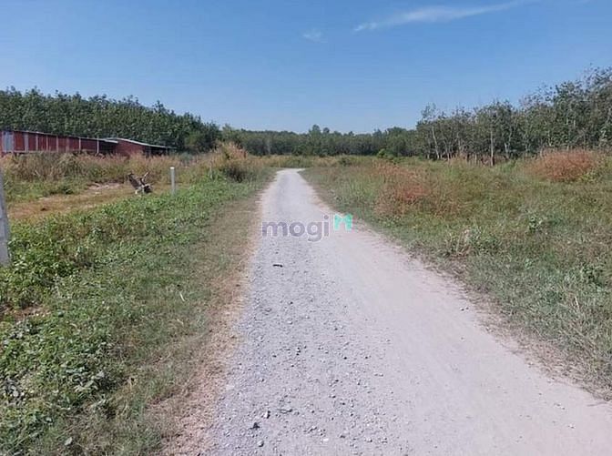 Hình ảnh Chính chủ gửi bán lô đất Ấp rộc, thạnh đức, gò dầu, tây ninh