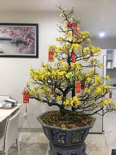 Hình ảnh Cần bán gấp CC Phúc Thịnh Q.5. DT 68m2, 2P, 2WC. Giá bán 2,6 tỷ.