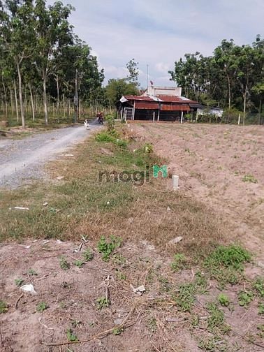 Hình ảnh Đầu tư sinh lời ngay đất Gò Dầu tây ninh Sát KCN DT:5×42m full tc SHR
