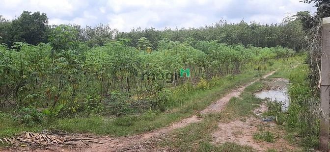 Hình ảnh Ra lô đất Thổ Cư 762 m2, TT Tân Châu, Tây Ninh giá chỉ 625 triệu SHR
