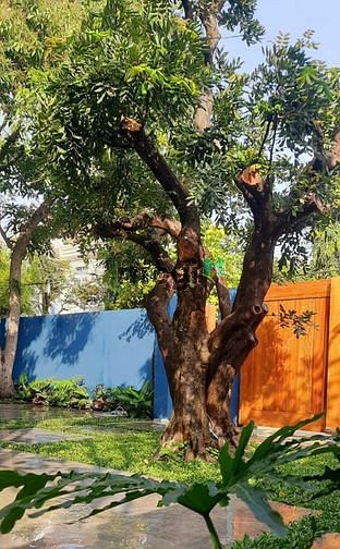 Hình ảnh Bán Villa 2 mặt tiền Compound Xuân Thuỷ, Phường Thảo Điền, Quận 2