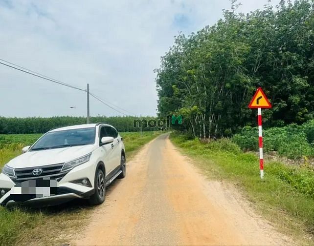 Hình ảnh ĐẤT MT NHỰA 1/ QL22🎉 5X31 Ấp Thắng, Cẩm Giang, Gò Dầu giá 429tr SHR