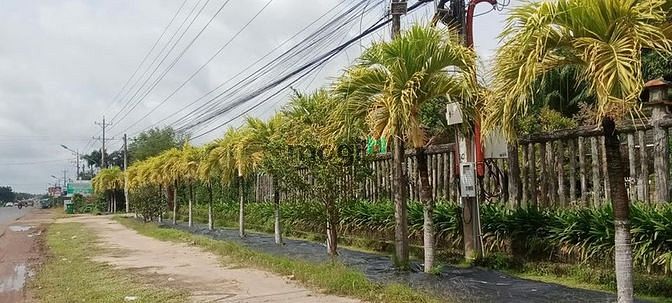 Hình ảnh Pháp lý rõ ràng đất BÔNG TRANG - THANH PHƯỚC giá mềm 523tr SHR