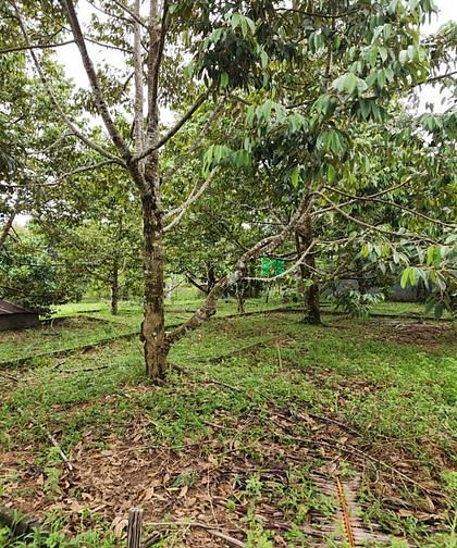 Hình ảnh Em cần bán gấp lô đất thổ cư tại Cửa Dương
