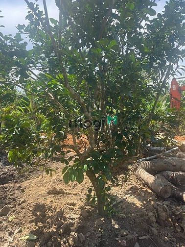 Hình ảnh Chỉ 250 triẹu mua được lô đất có thổ tại khánh vĩnh