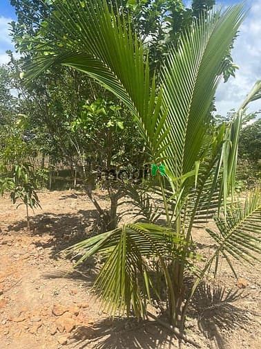 Hình ảnh Chỉ 250 triẹu mua được lô đất có thổ tại khánh vĩnh
