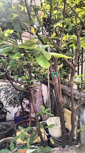 Hình ảnh Bán nhà hẻm xe hơi Hoà Hưng quận 10