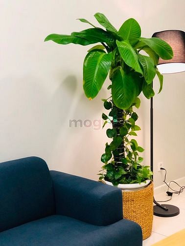 Hình ảnh Cho thuê Trang Chủ MB66.COM / Đăng Ký Tặng 66K chung cư Masteri An Phú, Quận 2