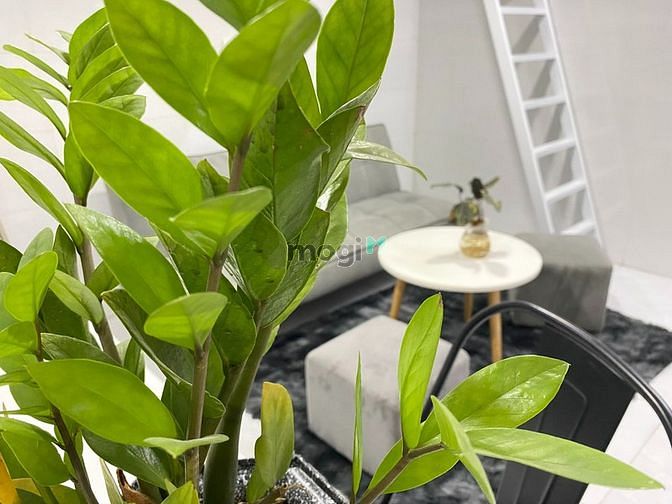 Hình ảnh ✅Mb6623 nạp rút nhanh chóng Duplex_Cửa sổ_view đẹp_như hình_gần Chợ Bà Chiểu