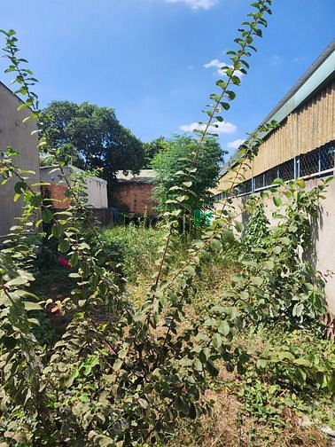 Hình ảnh Hoa hồng 1% - cần bán 220m2 đất full thổ - đường Hoàng Diệu 2, Thủ Đức
