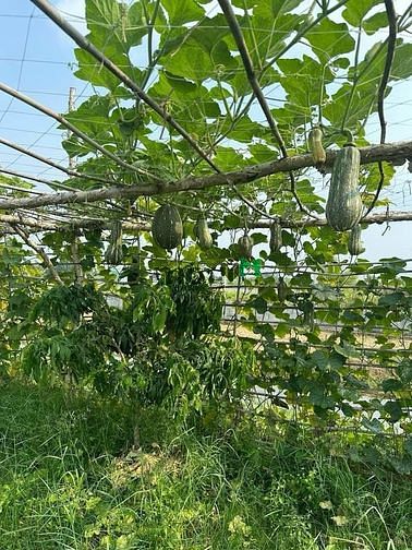 Hình ảnh Chủ bán lô đất vườn sổ hồng riêng xã Trung Lập Thượng