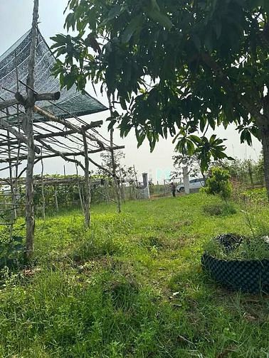Hình ảnh Chủ bán lô đất vườn sổ hồng riêng xã Trung Lập Thượng