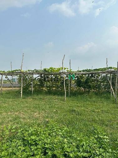 Hình ảnh Chủ bán lô đất vườn sổ hồng riêng xã Trung Lập Thượng