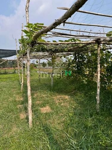 Hình ảnh Chủ bán lô đất vườn sổ hồng riêng xã Trung Lập Thượng