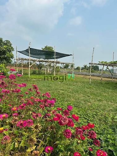 Hình ảnh Chủ bán lô đất vườn sổ hồng riêng xã Trung Lập Thượng
