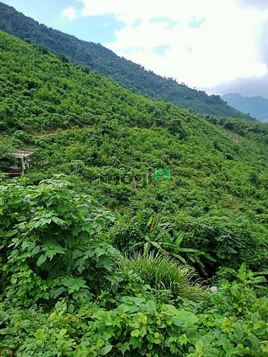 Hình ảnh Bán 9.5HA đất rẫy tại xã Hòa Bắc, Đà Nẵng, 4.9 tỷ TL