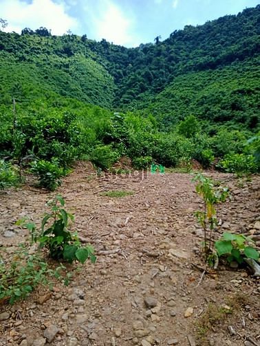 Hình ảnh Bán 9.5HA đất rẫy tại xã Hòa Bắc, Đà Nẵng, 4.9 tỷ TL