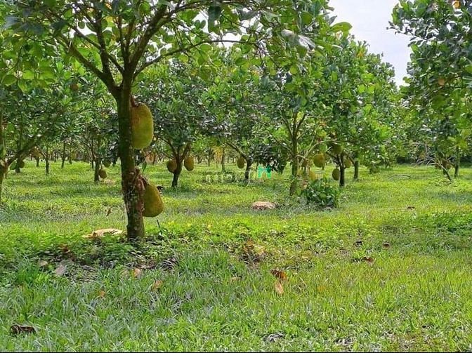 Hình ảnh Đất vườn 2485m2 Thị Xã Chơn Thành, sổ hồng riêng
