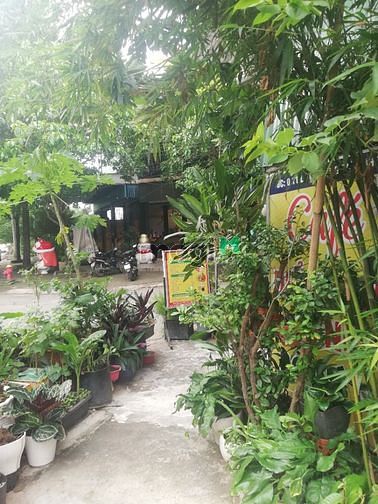Hình ảnh Đất Cây lâu năm , Núi rchai,  Lâm đồng
