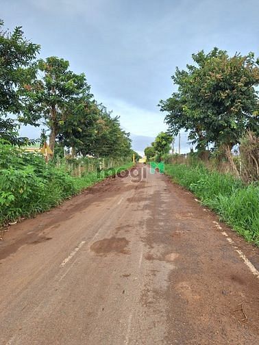 Hình ảnh Đất Cây lâu năm , Núi rchai,  Lâm đồng