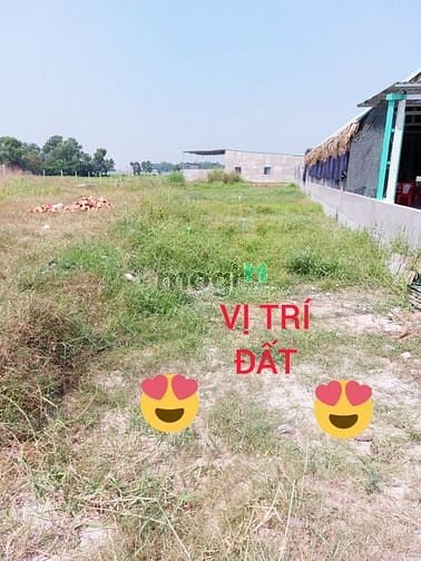 Hình ảnh Bán 250m2 thổ cư 1/đường TL824 (đường 2.Than) Đức Hòa Hạ, Đức Hòa