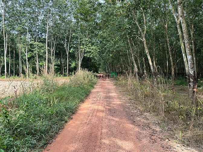 Hình ảnh Cần vốn làm ăn nên bán gấp lô đất 150m2, sát lộ, dân cư ở đông Bình Dư