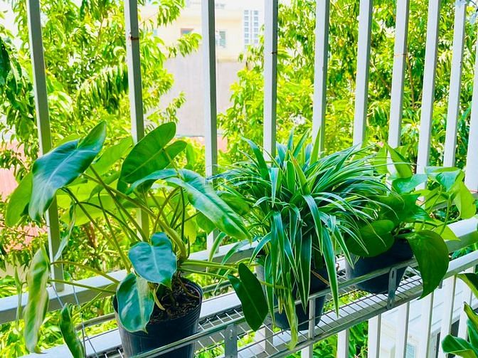 Hình ảnh 1PN rộng thoáng, nhiều cây xanh CH.Ỉ 7.X