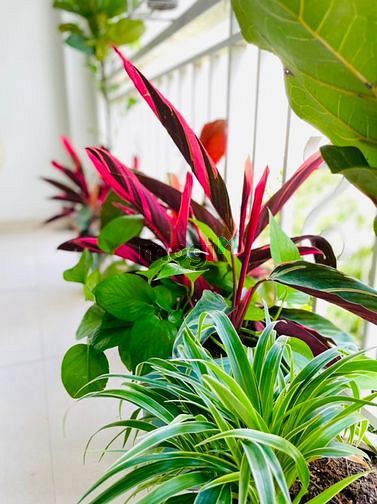Hình ảnh 1PN rộng thoáng, nhiều cây xanh CH.Ỉ 7.X