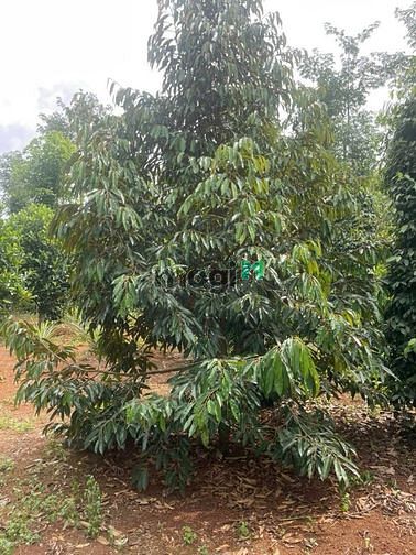 Hình ảnh Đất làm nhà vườn. Qh full thổ cư. Giá tốt. Dt đẹp