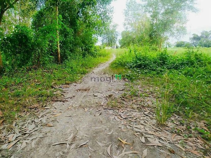 Hình ảnh Bán 1070m2 đất vườn rân thạnh đông. Đường ô tô. Giá 2,650 tỷ
