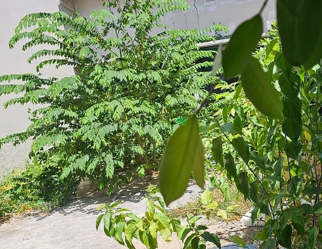 Hình ảnh BÁN ĐẤT 4.5 x 17m, hẻm xe hơi trục chính, đường HUỲNH TẤN PHÁT,hơn 6 t