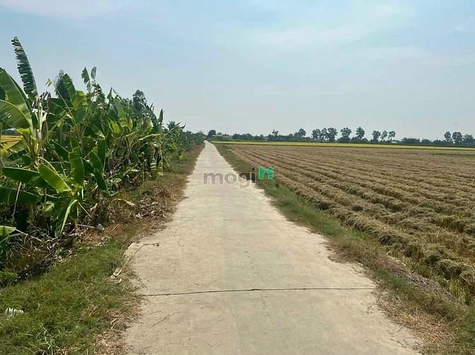 Hình ảnh Chính chủ bán đất lúa Giá Trang MB66.COM Chính Thức - MB 66 Uy Tín ở TP Tân An