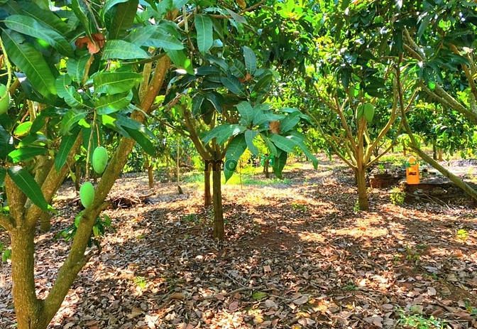 Hình ảnh Kẹt tiền bán lô đất 201m2, full thổ cư, viêw hồ.
